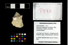 Foto (Objekt + Etikett) von Pithonoton marginatum (von Meyer, 1842)  (NHMW-GEO-2014-0194-0878)